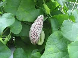 Attēlu rezultāti vaicājumam “Aristolochia durior flower”