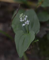 Attēlu rezultāti vaicājumam “Maianthemum bifolium”