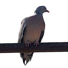 Attēlu rezultāti vaicājumam “Columba palumbus”