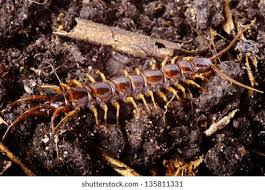 Attēlu rezultāti vaicājumam “Lithobius forficatus”