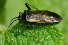 Attēlu rezultāti vaicājumam “Adelphocoris seticornis”