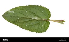 Attēlu rezultāti vaicājumam “Scrophularia nodosa leaf”
