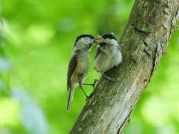 Attēlu rezultāti vaicājumam “Poecile montanus adult”