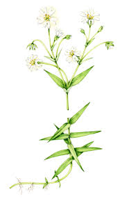 Attēlu rezultāti vaicājumam “Stellaria holostea flower”