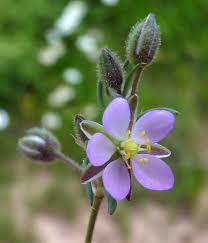 Attēlu rezultāti vaicājumam “Spergularia rubra leaf”