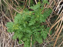 Attēlu rezultāti vaicājumam “Rorippa palustris leaf”