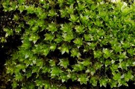 Attēlu rezultāti vaicājumam “Bryum moravicum”