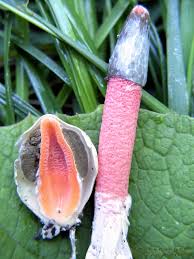 Attēlu rezultāti vaicājumam “Mutinus ravenelii”