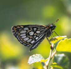 Attēlu rezultāti vaicājumam “Heteropterus morpheus underside”