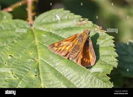 Attēlu rezultāti vaicājumam “Ochlodes sylvanus male”