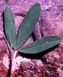 Attēlu rezultāti vaicājumam “Trifolium arvense leaf”