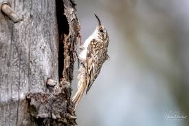 Attēlu rezultāti vaicājumam “Certhia familiaris”