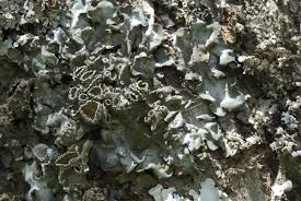 Attēlu rezultāti vaicājumam “Pleurosticta acetabulum”