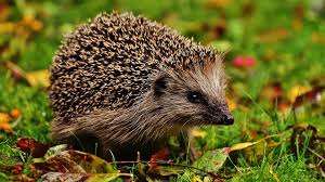 Attēlu rezultāti vaicājumam “Erinaceus sp.”