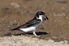 Attēlu rezultāti vaicājumam “Delichon urbicum nest”