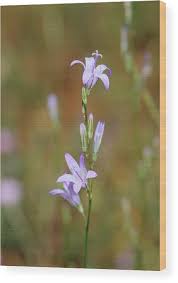 Image result for Campanula rapunculus