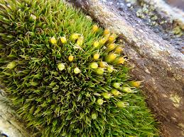 Attēlu rezultāti vaicājumam “Schistidium robustum”