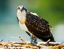 Image result for Pandion haliaetus