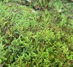 Attēlu rezultāti vaicājumam “Neckera pennata sporophyte”