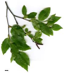 Attēlu rezultāti vaicājumam “Betula humilis leaf”