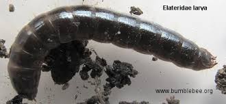 Attēlu rezultāti vaicājumam “Elateridae larva”