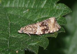 Attēlu rezultāti vaicājumam “Orthotaenia undulana”