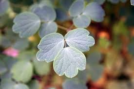 Attēlu rezultāti vaicājumam “Thalictrum aquilegifolium leaf”