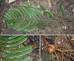 Attēlu rezultāti vaicājumam “Dianemataceae”