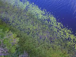 Attēlu rezultāti vaicājumam “Harpanthus flotovianus cells”