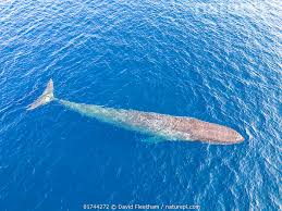 Image result for Balaenoptera musculus