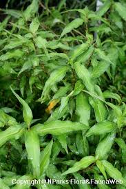 Attēlu rezultāti vaicājumam “Persicaria hydropiper leaf”