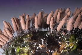 Attēlu rezultāti vaicājumam “Stemonitis axifera var. smithii spores”