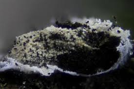 Attēlu rezultāti vaicājumam “Didymium proximum stalked”