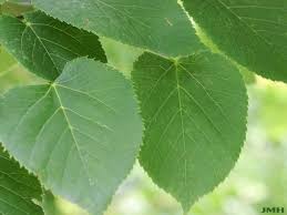 Attēlu rezultāti vaicājumam “Tilia americana”