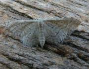 Attēlu rezultāti vaicājumam “Idaea sylvestraria”