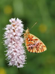 Attēlu rezultāti vaicājumam “Boloria titania upperside”
