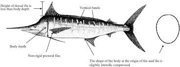 Image result for Makaira nigricans