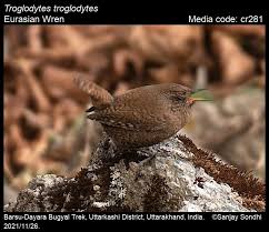 Attēlu rezultāti vaicājumam “Troglodytes troglodytes”