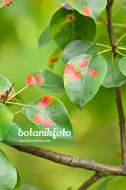 Attēlu rezultāti vaicājumam “Pyrus pyraster leaf”