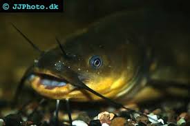 Image result for Ameiurus melas