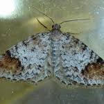 Attēlu rezultāti vaicājumam “Venusia blomeri”