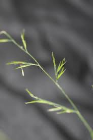 Attēlu rezultāti vaicājumam “Festuca rubra subsp. rubra leaf”