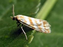 Attēlu rezultāti vaicājumam “Aethes margaritana”