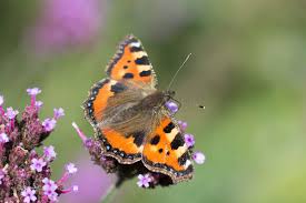 Image result for Small Tortoiseshell