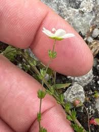 Attēlu rezultāti vaicājumam “Sagina nodosa”