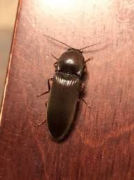 Attēlu rezultāti vaicājumam “Hemicrepidius sp.”