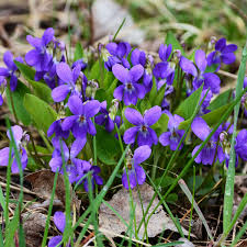 Image result for Viola odorata