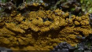 Attēlu rezultāti vaicājumam “Badhamia capsulifera spores”