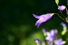Attēlu rezultāti vaicājumam “Campanula patula flower”