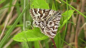 Attēlu rezultāti vaicājumam “Callistege mi”